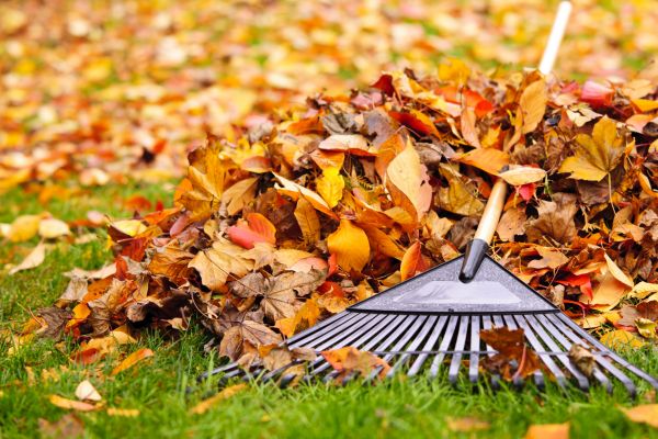 Leaves Removal in Bonita Springs