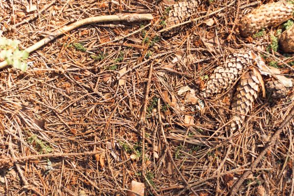 Pine Needles Removal in Bonita Springs
