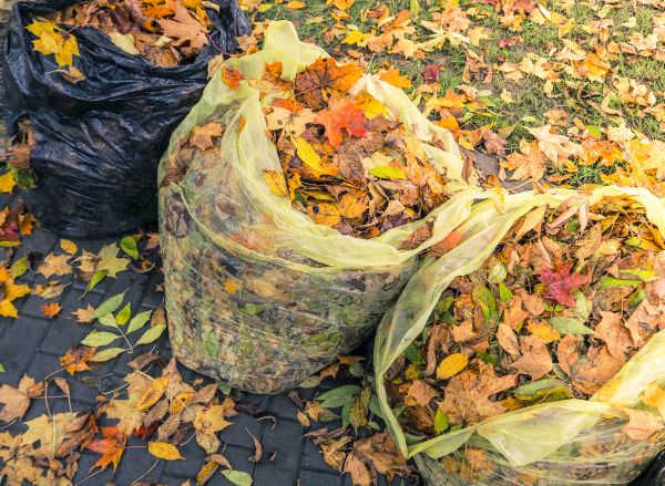 Yard Cleanup Service in Bonita Springs