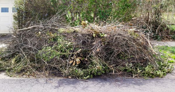 Tree Limb Cleanup in Bonita Springs