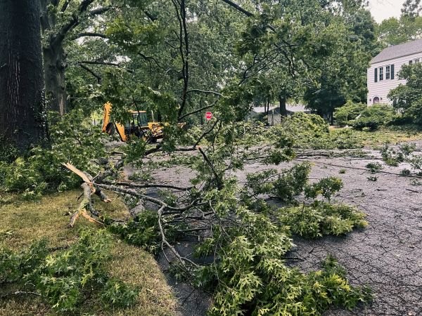 Tree Branch Disposal in Bonita Springs