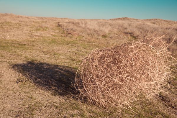 Tumbleweed Removal in Bonita Springs