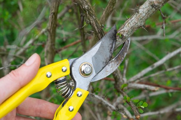 Limbs Removal in Bonita Springs
