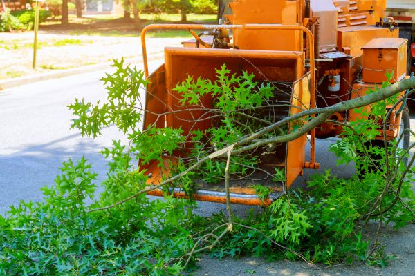 Tree Branches Removal in Bonita Springs