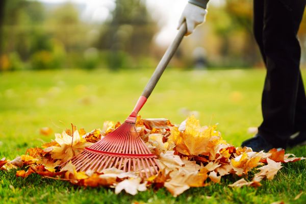 Cost of Ditch Leaf Removal in Bonita Springs