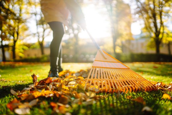 Leaves Raking in Bonita Springs