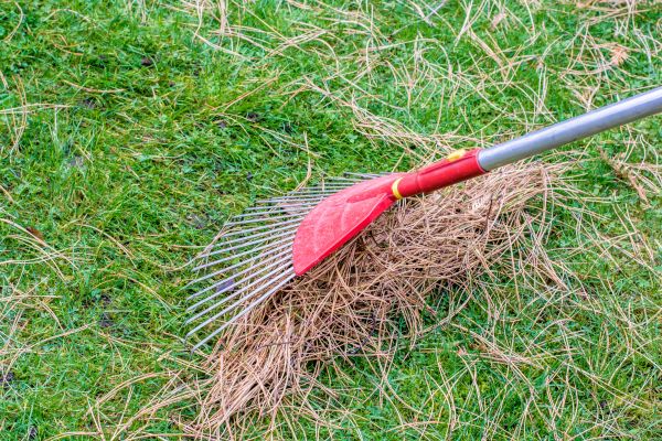 Yard Raking in Bonita Springs