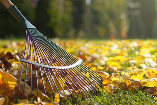 Leaf Removal in Bonita Springs