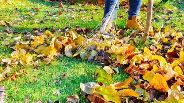 Lawn Cleanup Service in Bonita Springs