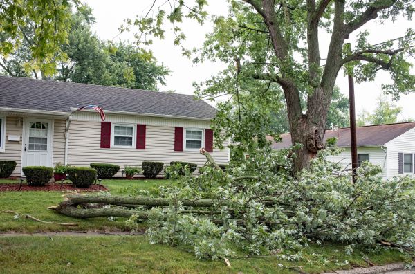 Fallen Branch Removal in Bonita Springs