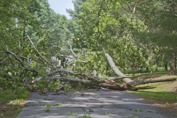 Tree Debris Removal in Bonita Springs